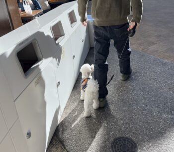 🏃🐕